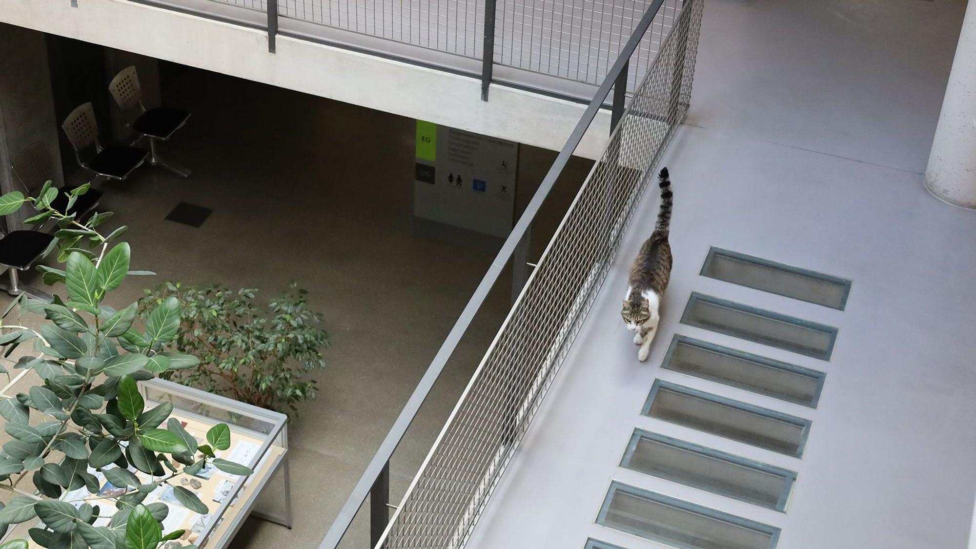 Eine Katze läuft über die Flure des Rathauses.
