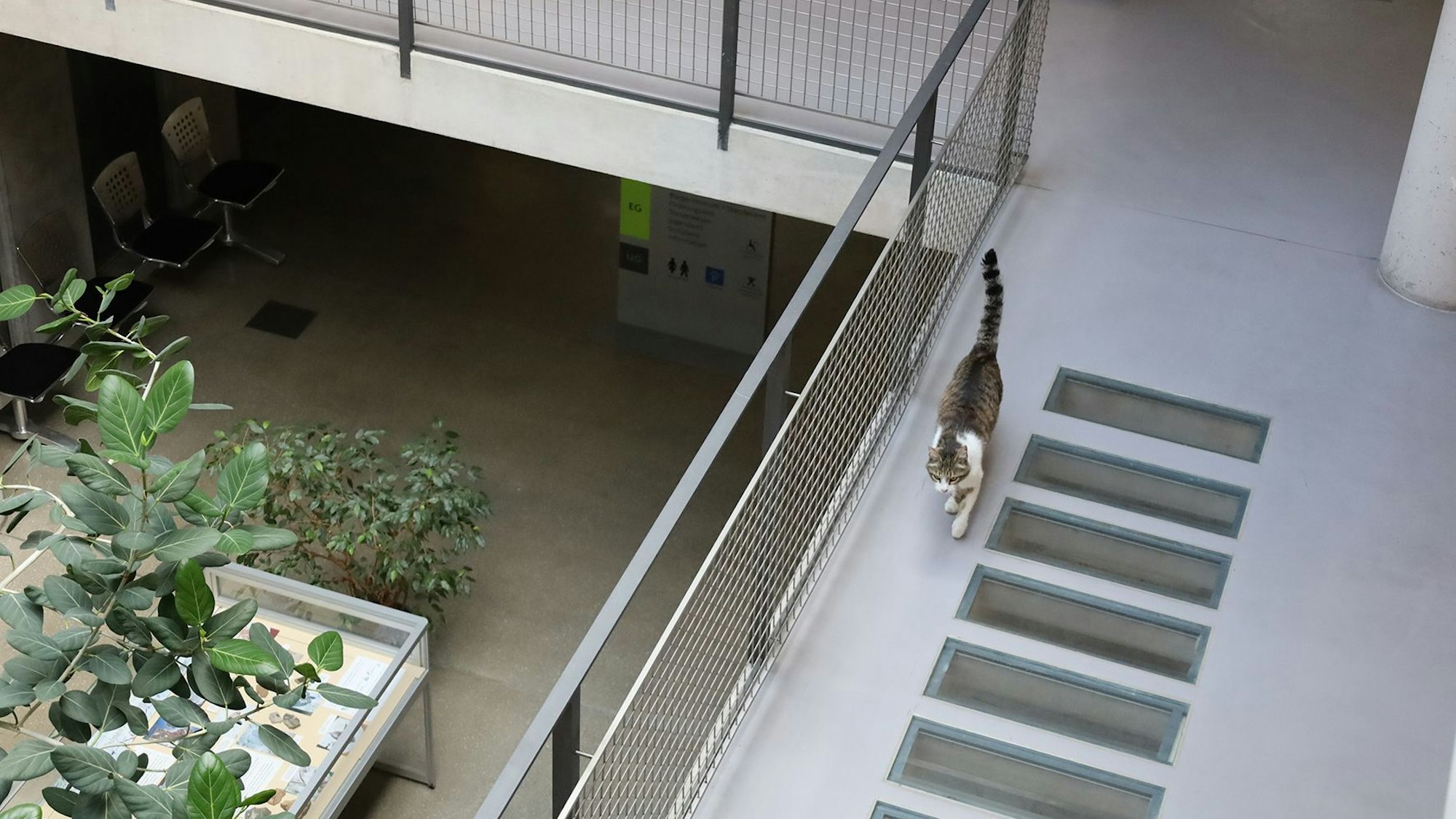 Eine Katze läuft über die Flure des Rathauses.