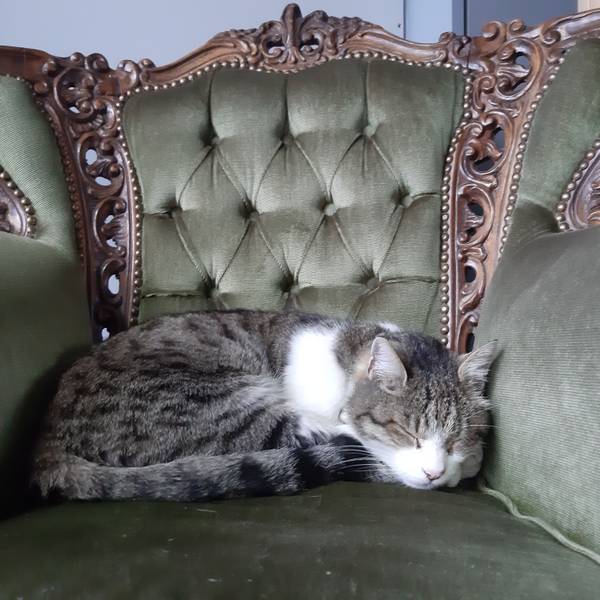 Ein schlafender Kater liegt auf einem grünen Sessel.
