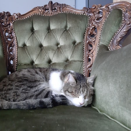 Ein schlafender Kater liegt auf einem grünen Sessel.