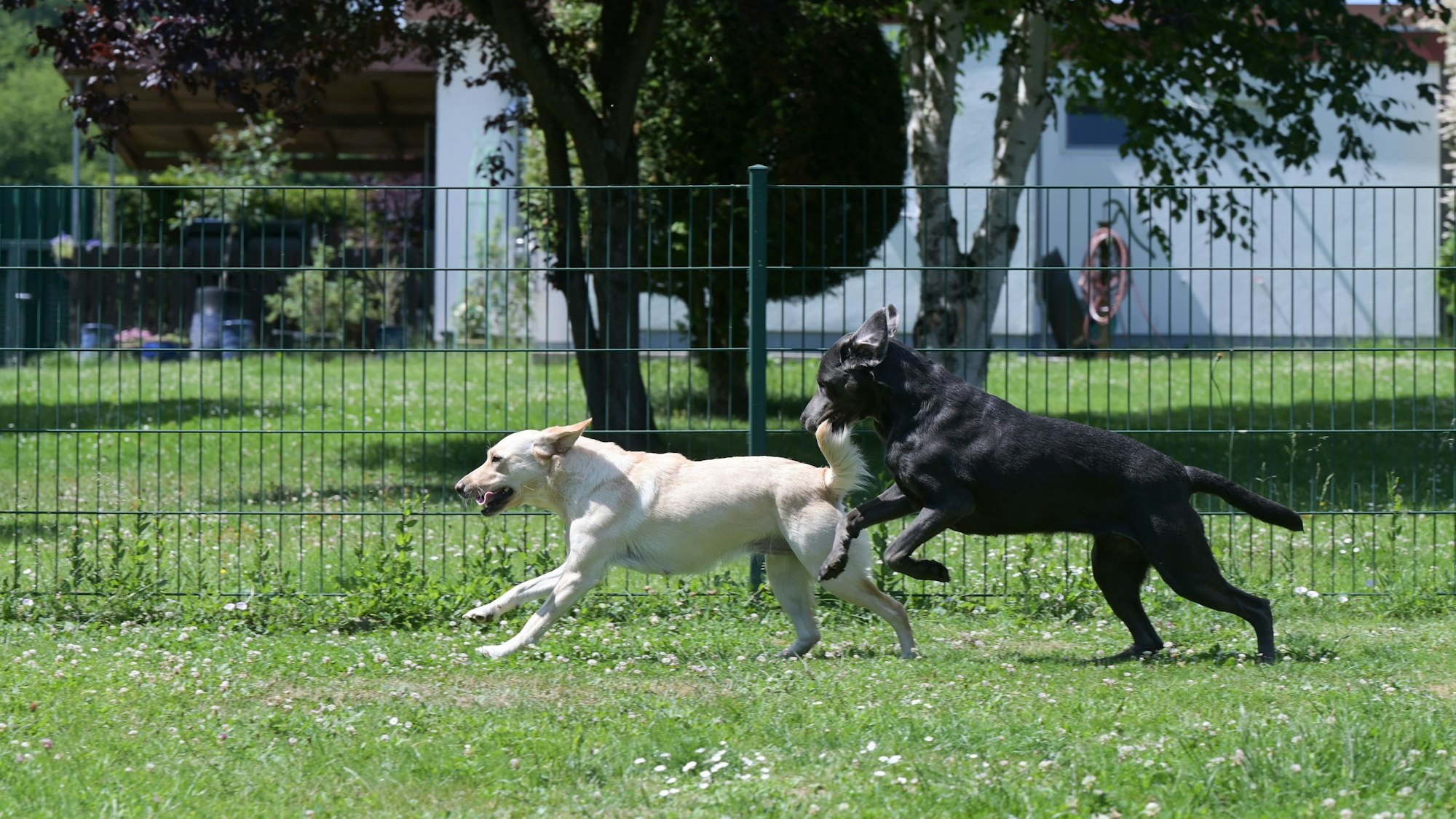 Zwei Hunde spielen auf dem Rasen. (Symbolbild)
