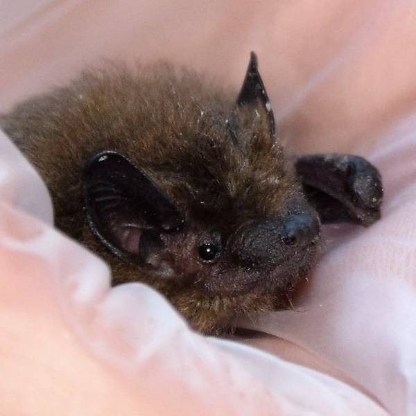 Das Foto zeigt eine Fledermaus.