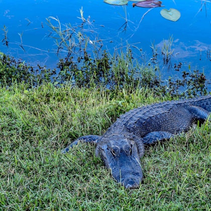 Ein amerikanischer Alligator liegt im Gras in der Nähe eines Kanals (Symbolbild). Eine US-Amerikanerin wurde von einem Alligator getötet, als sie mit ihrem Hund in der Nähe einer Lagune am Rande eines Golfplatzes spazieren ging, so die Polizei.