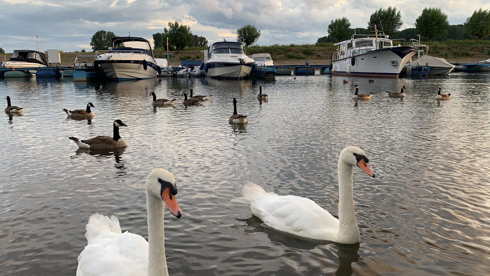 Der Yacht-Club Hitdorf in Leverkusen wird 50 Jahre alt.