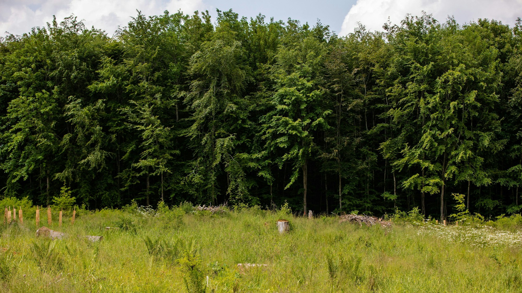 Ein Waldstück, davor liegt eine Wiese.
