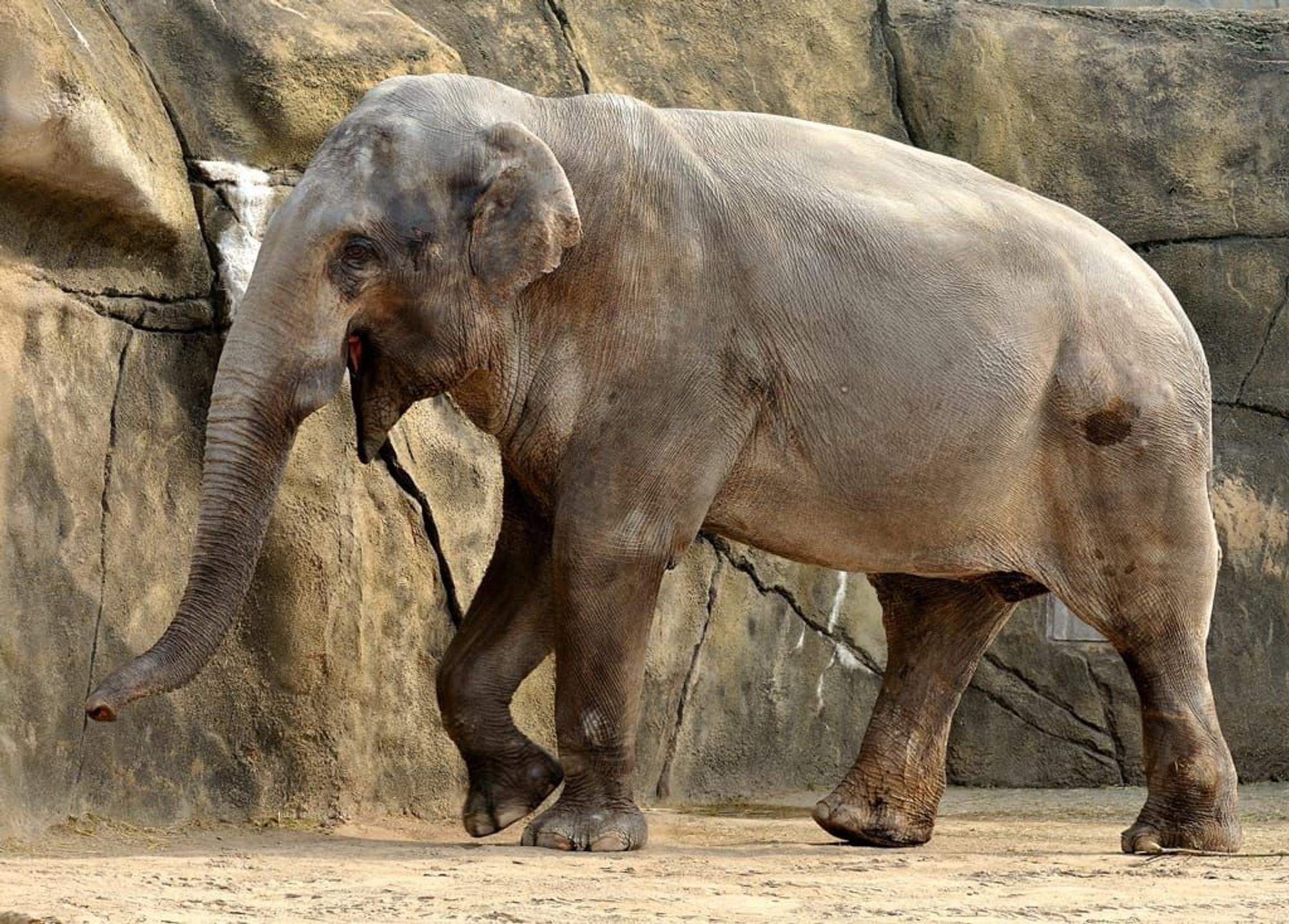 Elefantenbulle Bundu läuft durch das Gehege im Kölner Zoo.