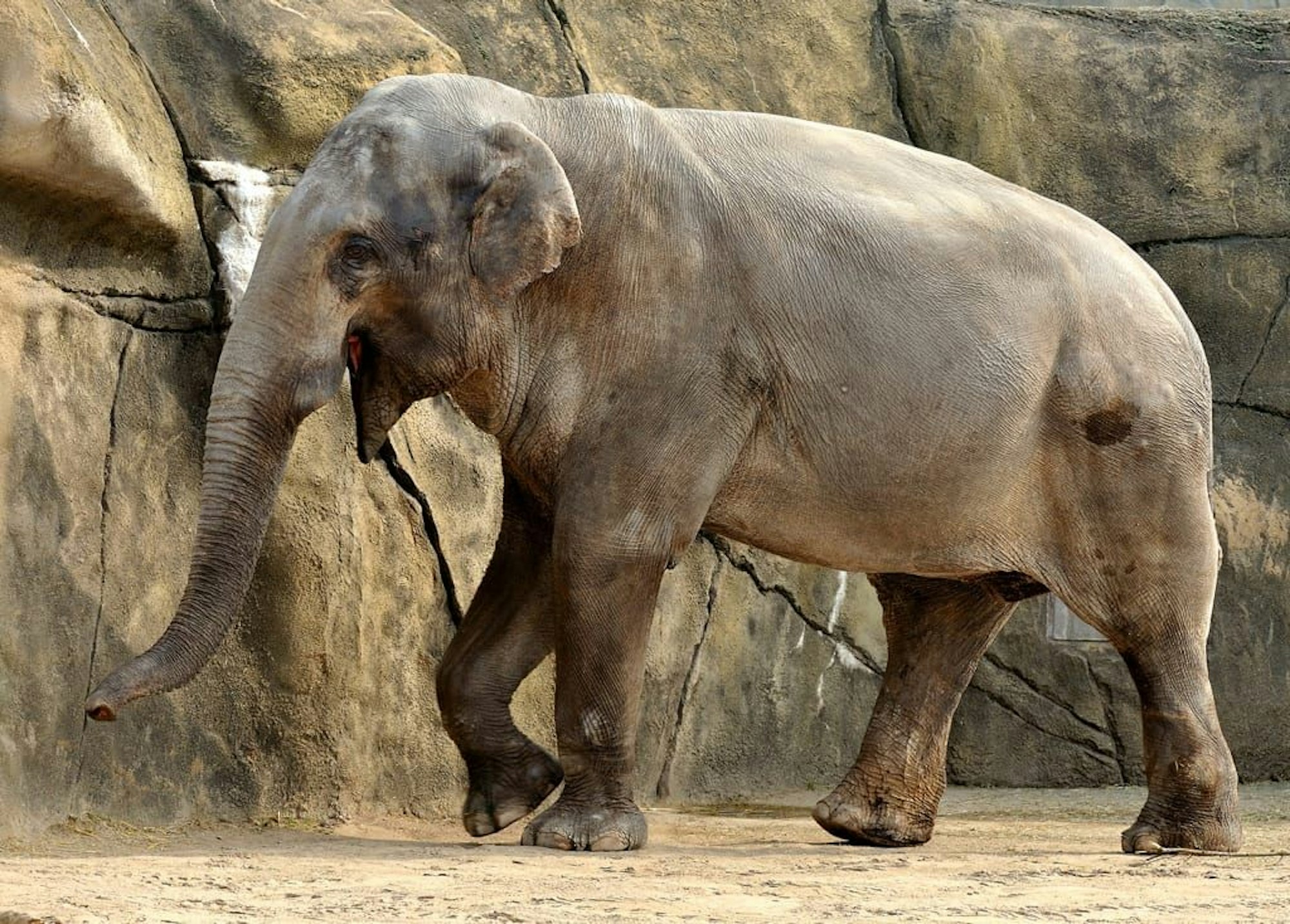 Elefantenbulle Bundu läuft durch das Gehege im Kölner Zoo.