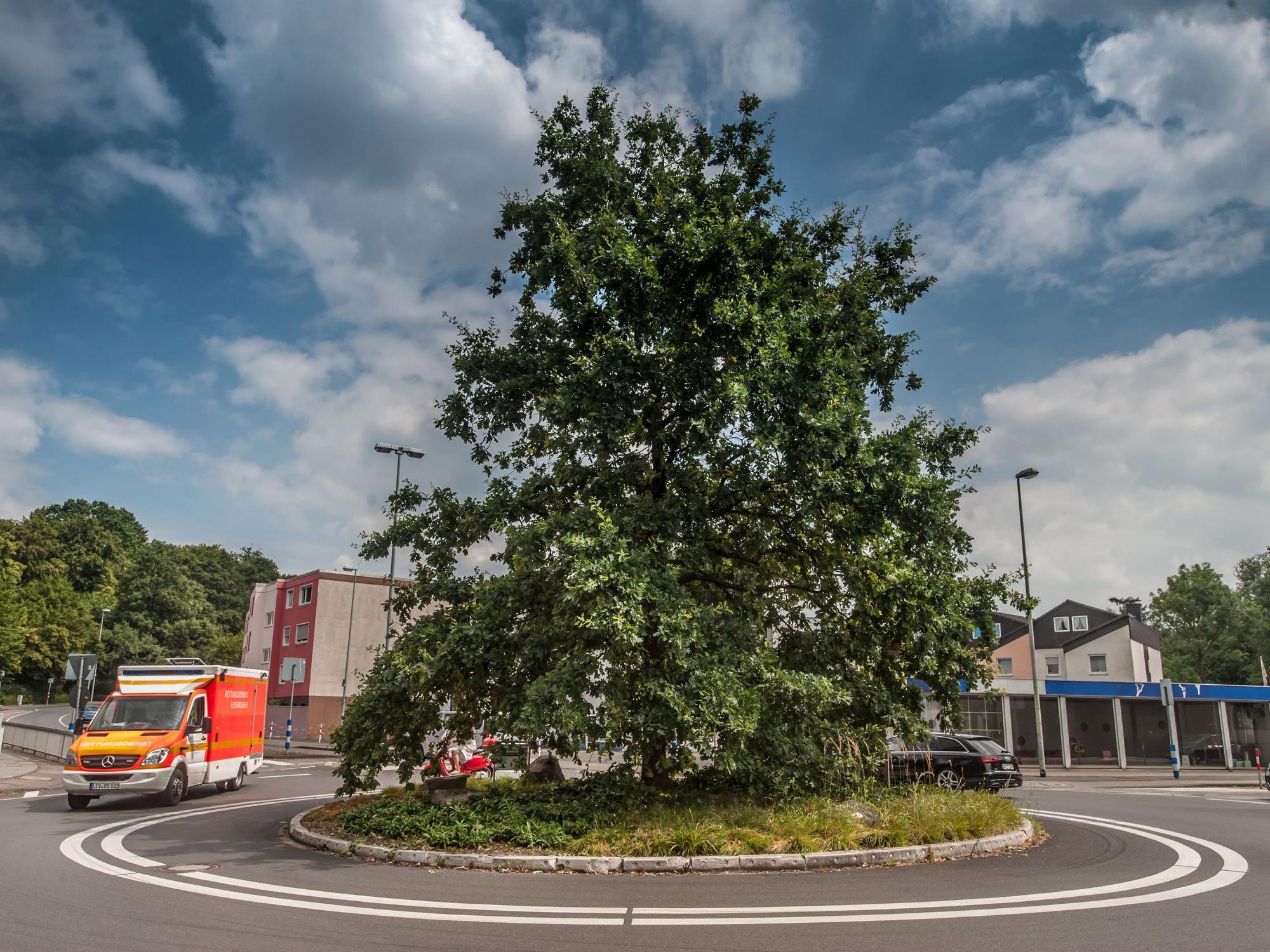 Der Kreisverkehr am Knoten Rennbaumstraße Stauffenbergstraße mit der Milleniumseiche im Juli 2018
