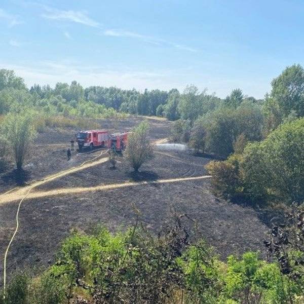 Auf dem Feldstück in Köln-Weidenpesch ist nach dem Brand nicht viel stehengeblieben. Die Kölner Feuerwehr hat verhindert, dass sich das Feuer auf angrenzende Bäume ausbreitet.