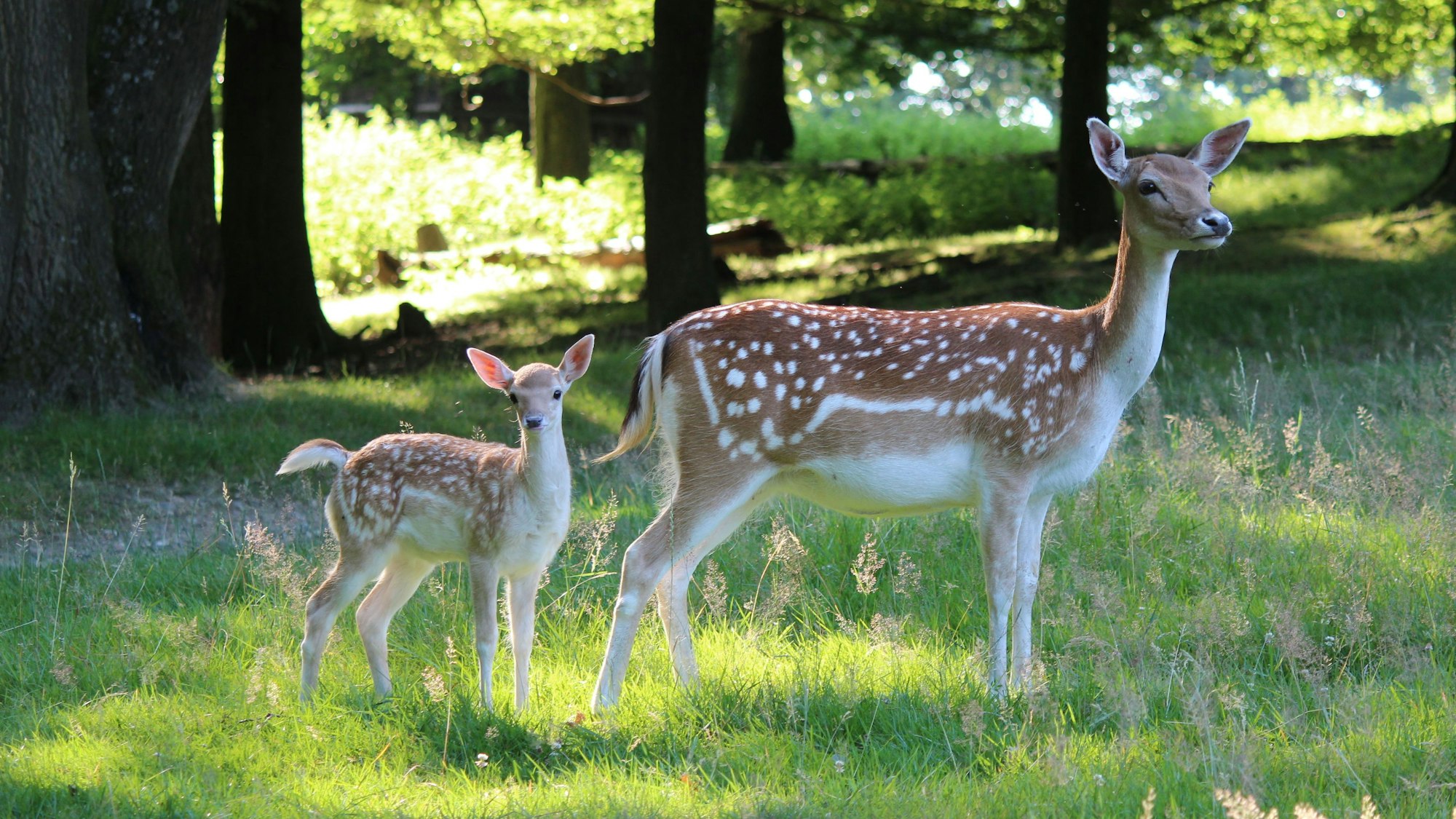 Eine Rehmutter steht mit ihrem Kiz auf einer Wiese.