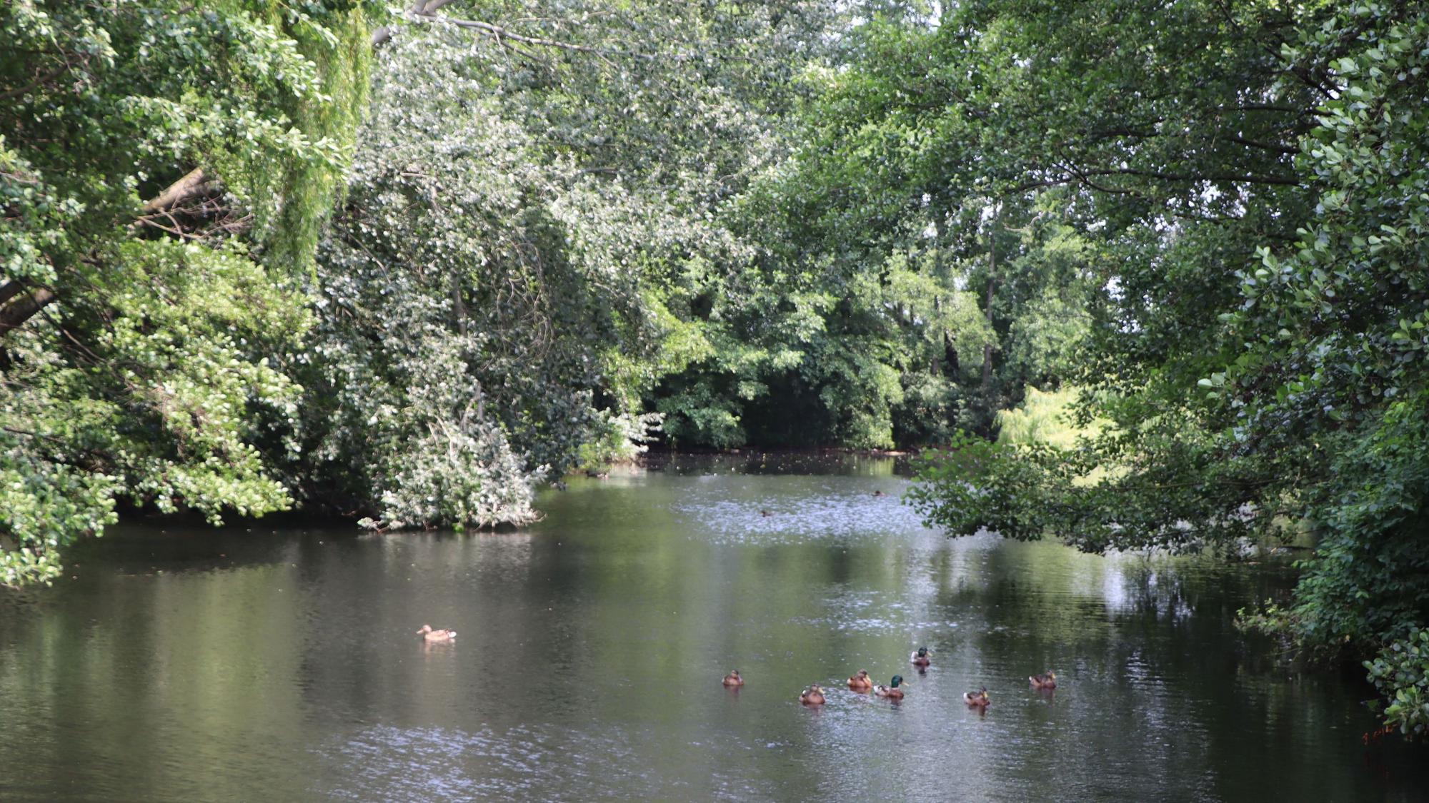 Das Foto zeigt einen von Bäumen gesäumten See, auf dem Enten schwimmen.