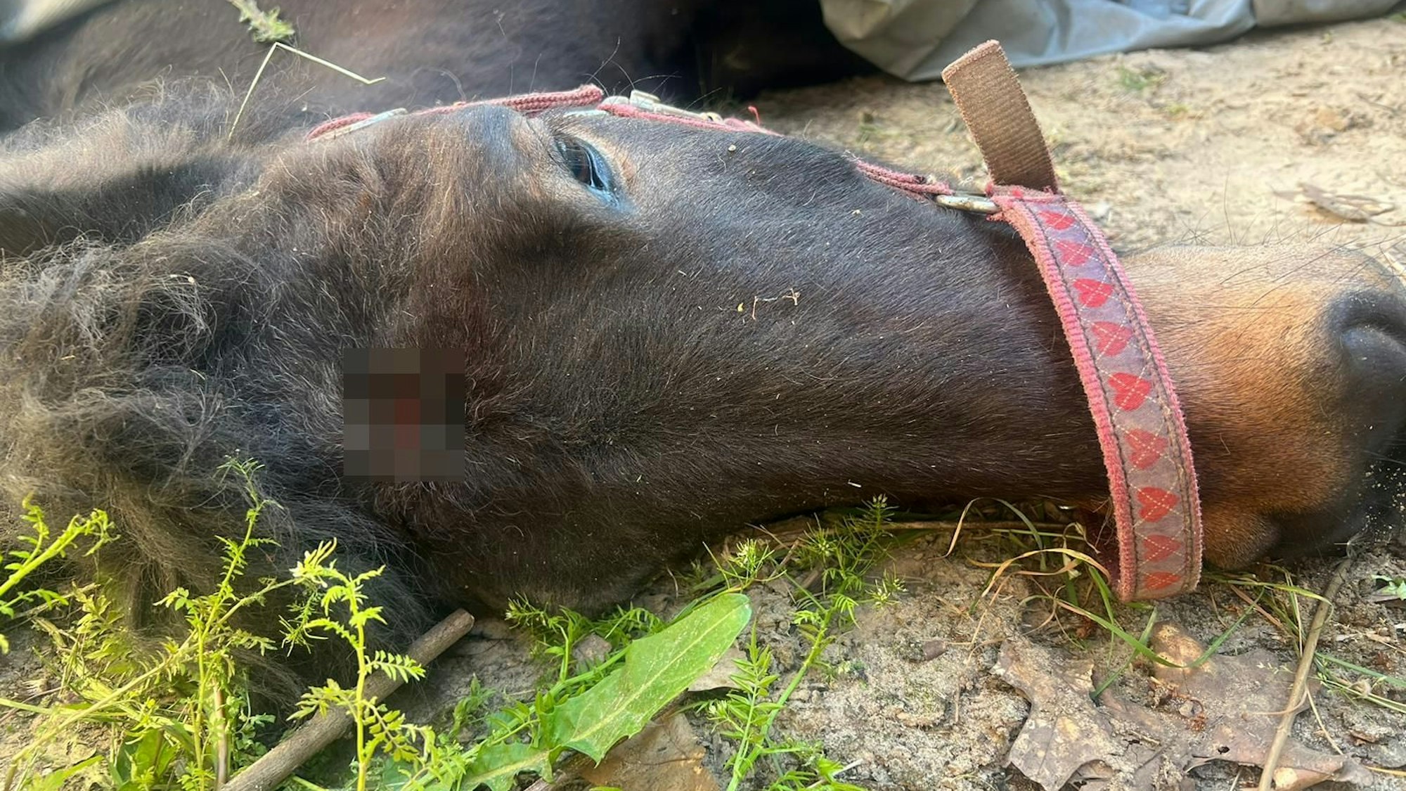 Das getötete Islandpferd Nell. Am Kopf sieht man die Wunde, die das Bolzenschussgerät gerissen hat.