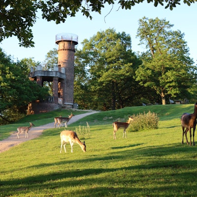 Rehe stehen auf einer Wiese.