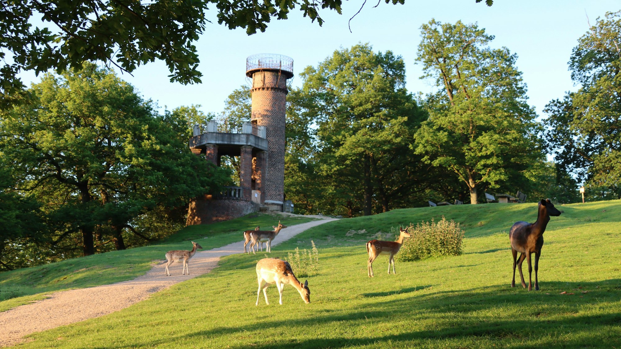 Rehe stehen auf einer Wiese.