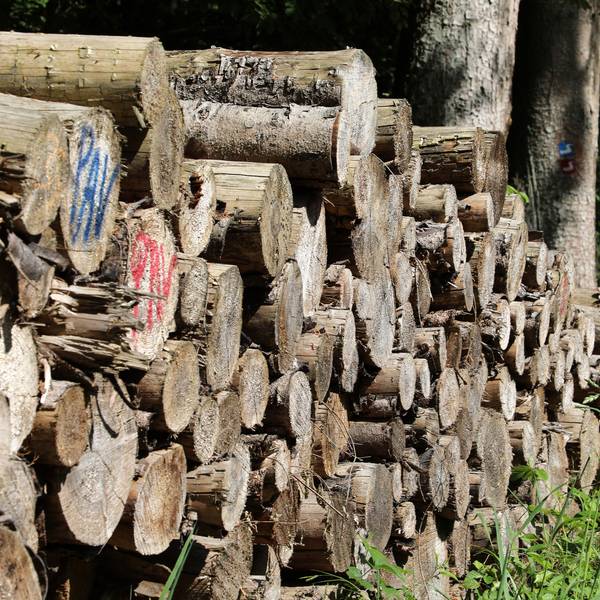 In einem Waldgebiet lagert ein Holzstapel.