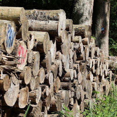 In einem Waldgebiet lagert ein Holzstapel.