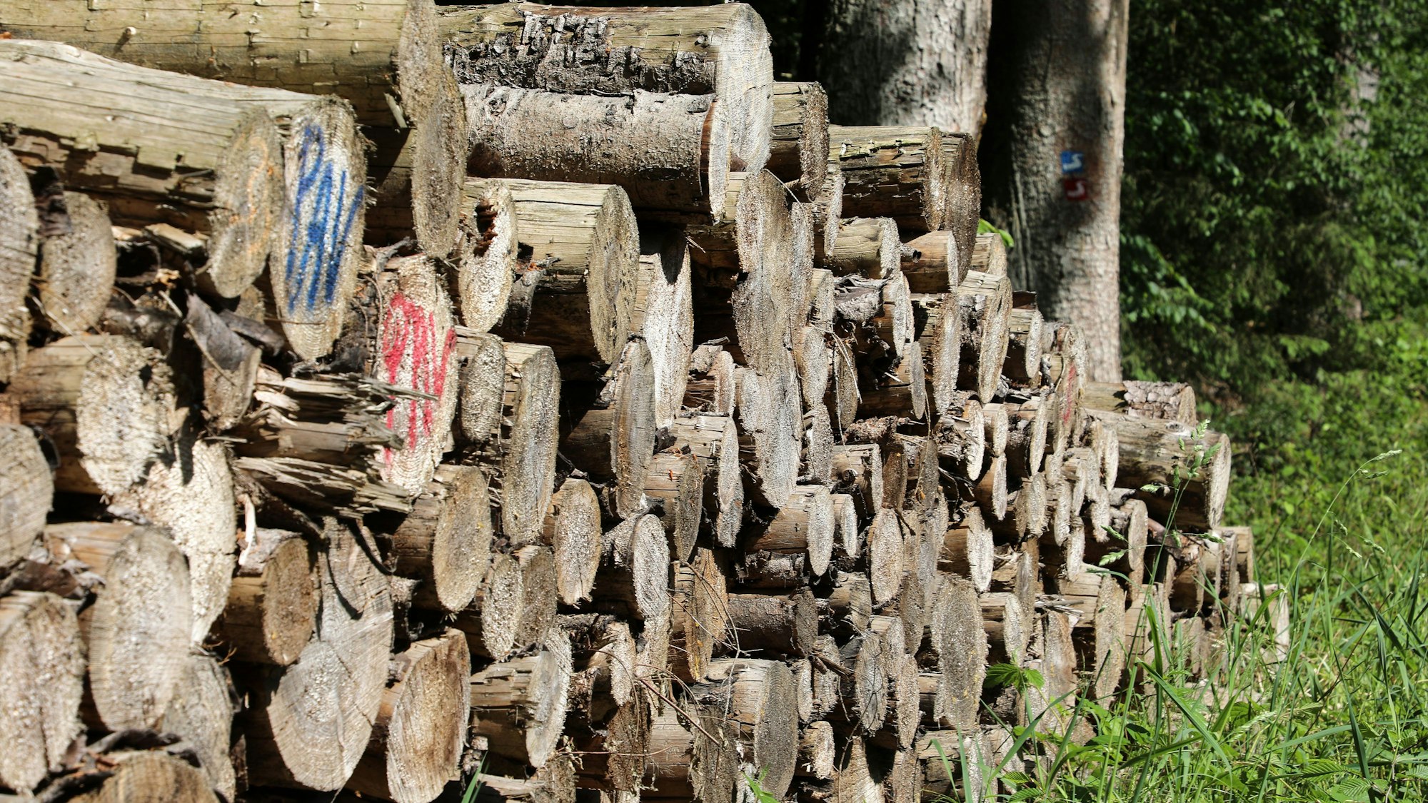 In einem Waldgebiet lagert ein Holzstapel.