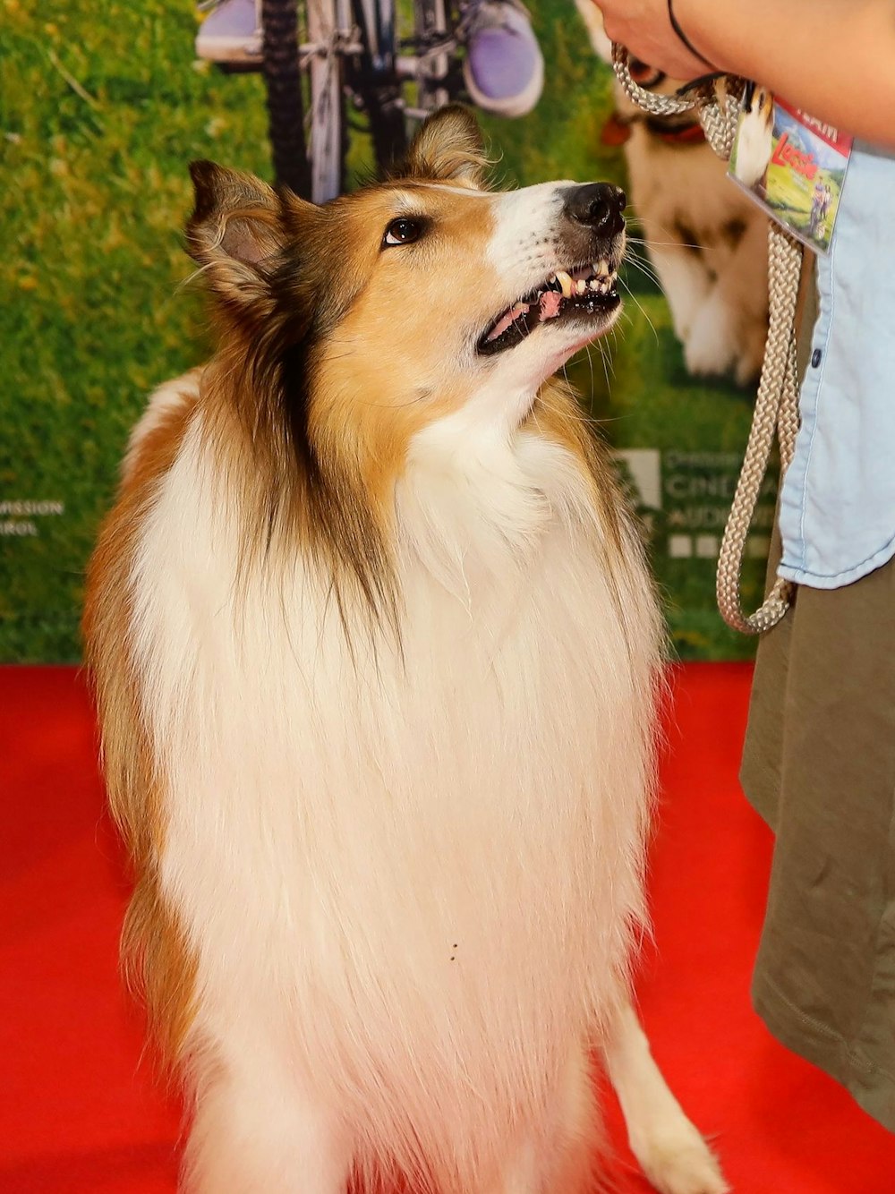 Ein Hund steht auf einem Roten Teppich.