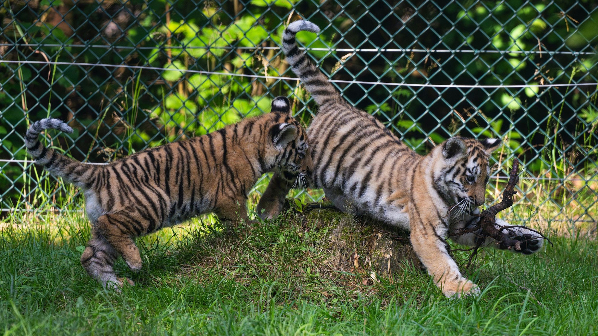 Die beiden knapp drei Monate alten Sibirischen Tiger spielen im Serengeti-Park.