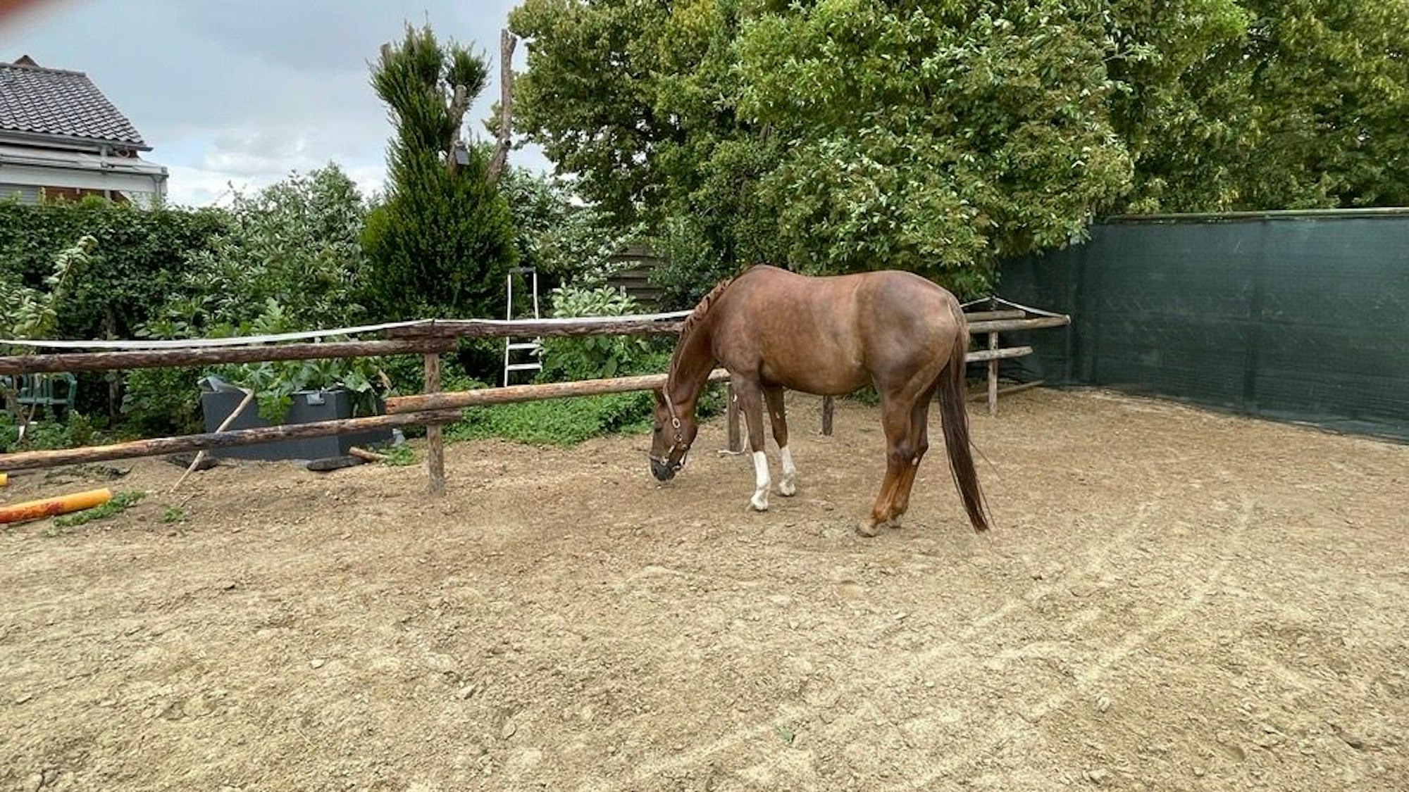 Auf das Pferd Betty, hier in ihrem Auslauf in Elsdorf, wurde geschossen.