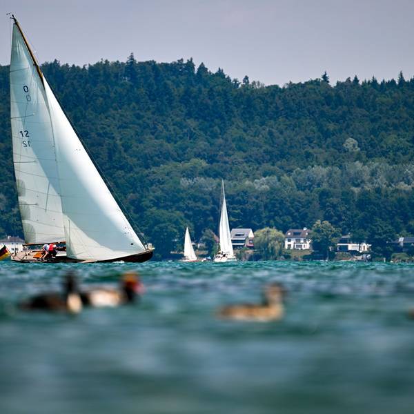 Ein Boot segelt vor Konstanz über den Bodensee, während im Vordergrund einige Enten schwimmen.