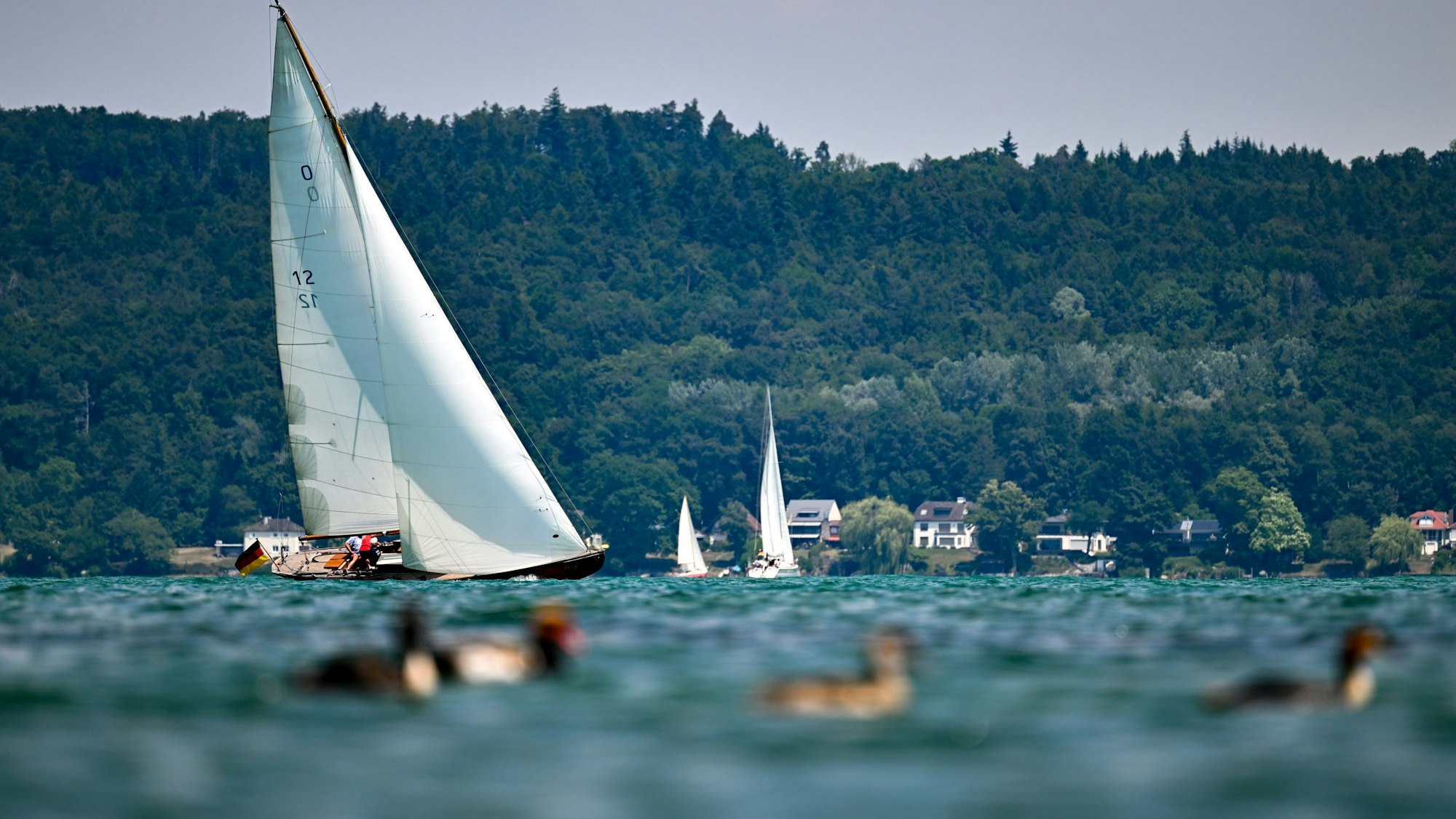 Ein Boot segelt vor Konstanz über den Bodensee, während im Vordergrund einige Enten schwimmen.