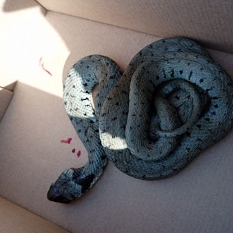 In einem Karton liegt eine tote Schlange, auf dem Boden sind kleine Blutflecken zu sehen.