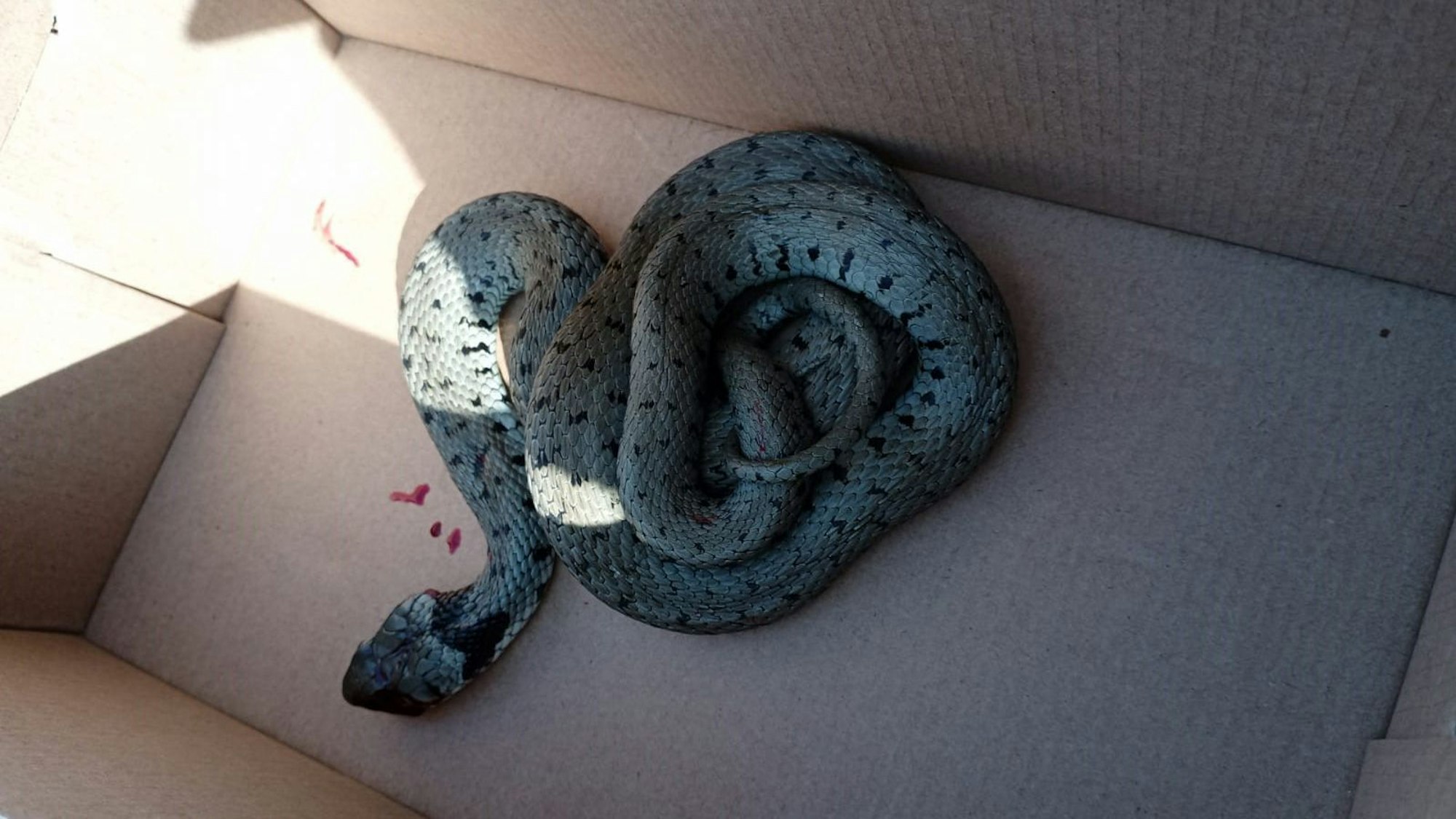 In einem Karton liegt eine tote Schlange, auf dem Boden sind kleine Blutflecken zu sehen.