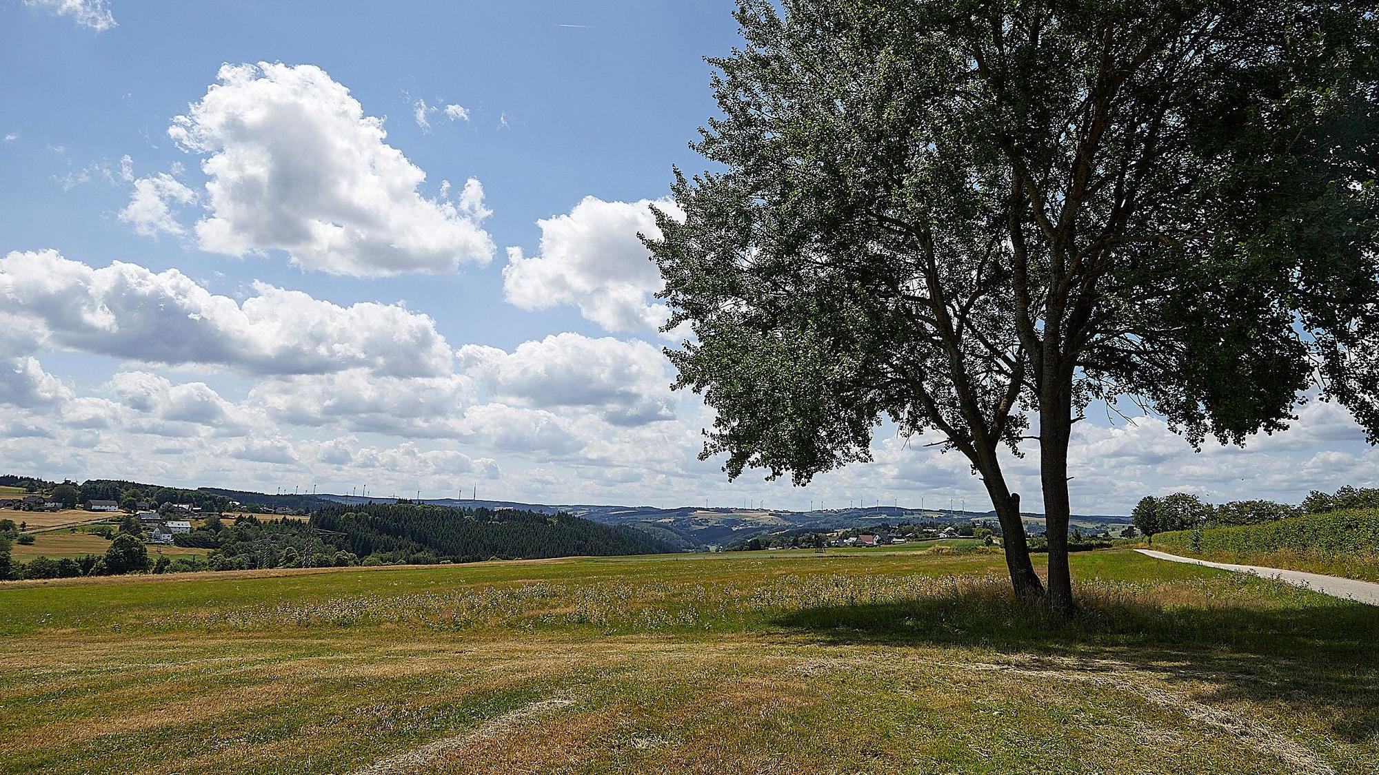 Eine Wiese vor sommerlichem Eifel-Panorama. Rechts steht ein Baum.