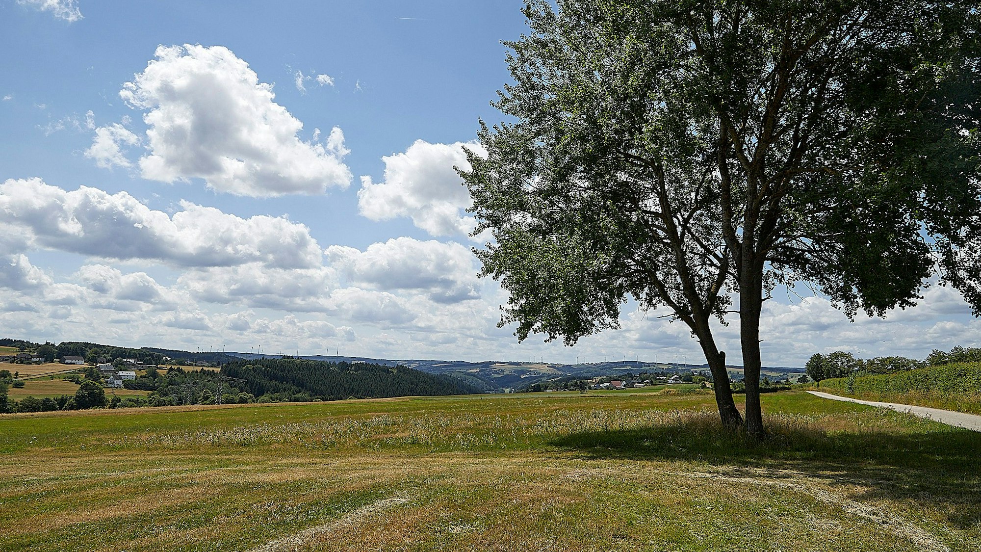 Eine Wiese vor sommerlichem Eifel-Panorama. Rechts steht ein Baum.