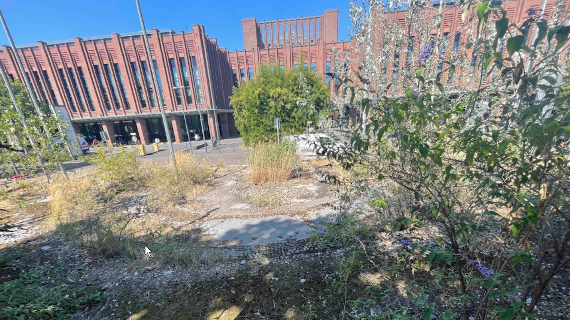 Eine steinerne Flächen mit wildem Pflanzenbewuchs.