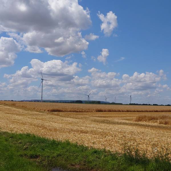 Hinter einem teilweise abgeernteten Weizenfeld ragen fünf Windräder in den Himmel.