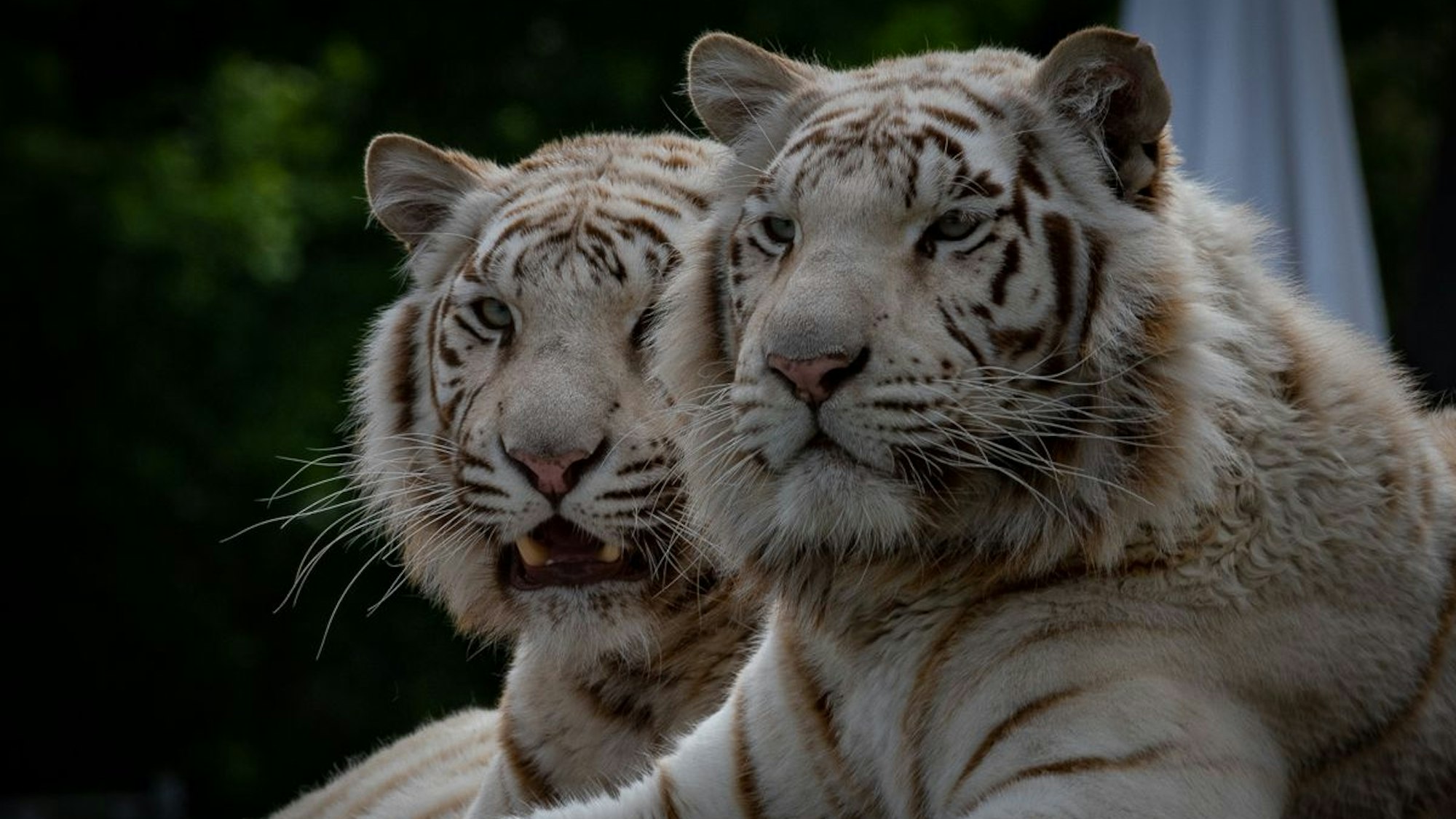 Weiße Tiger im Safariland Stukenbrock