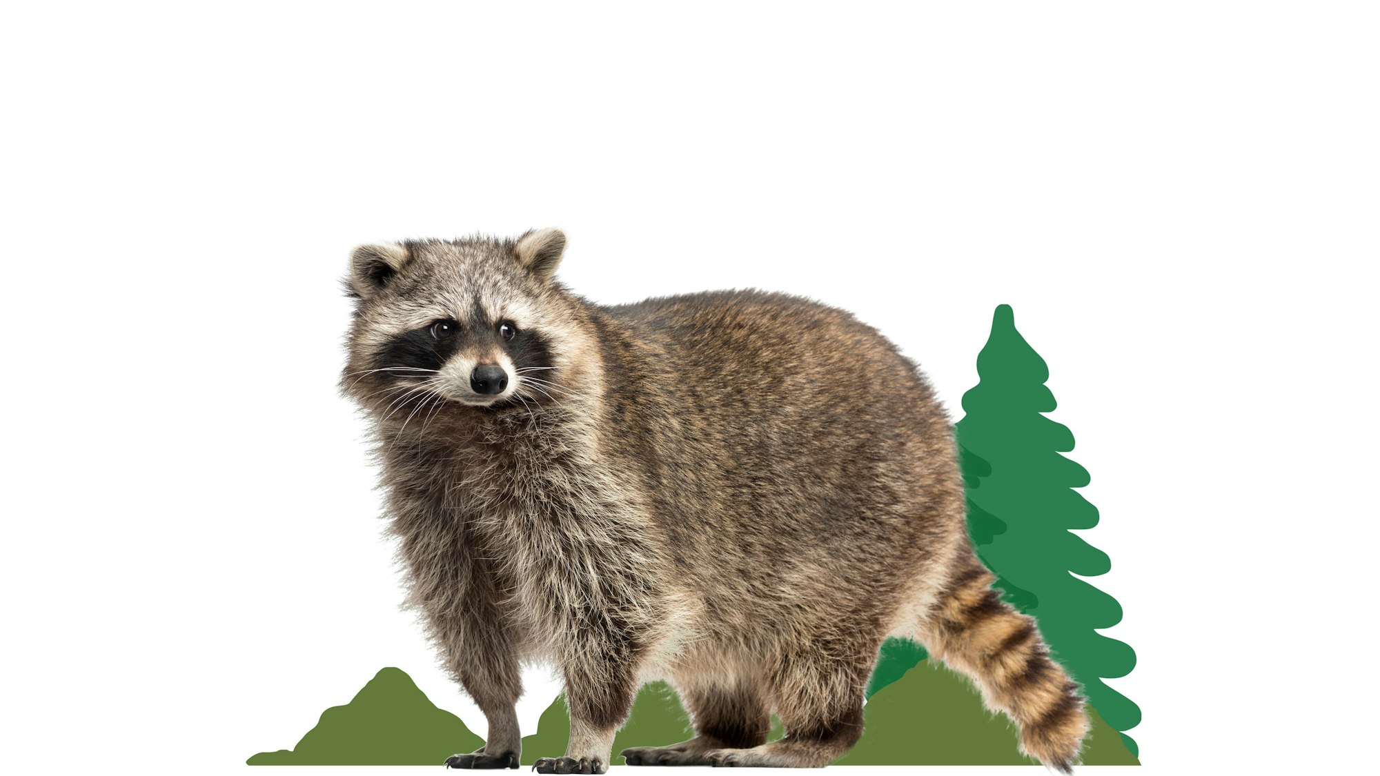 Ein Waschbär vor Waldillustration auf weißem Hintergrund