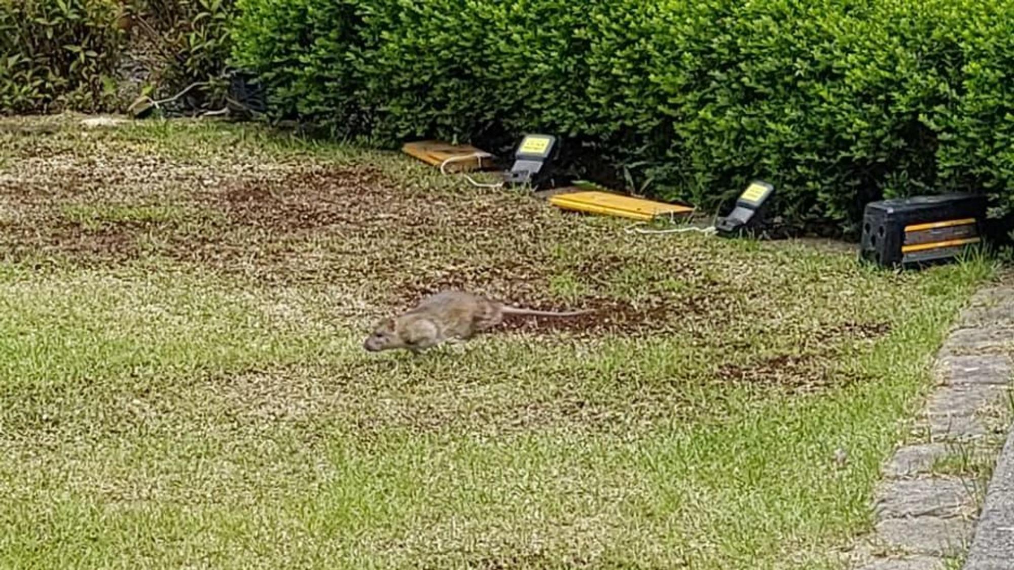 Eine Ratte läuft über eine Wiese.