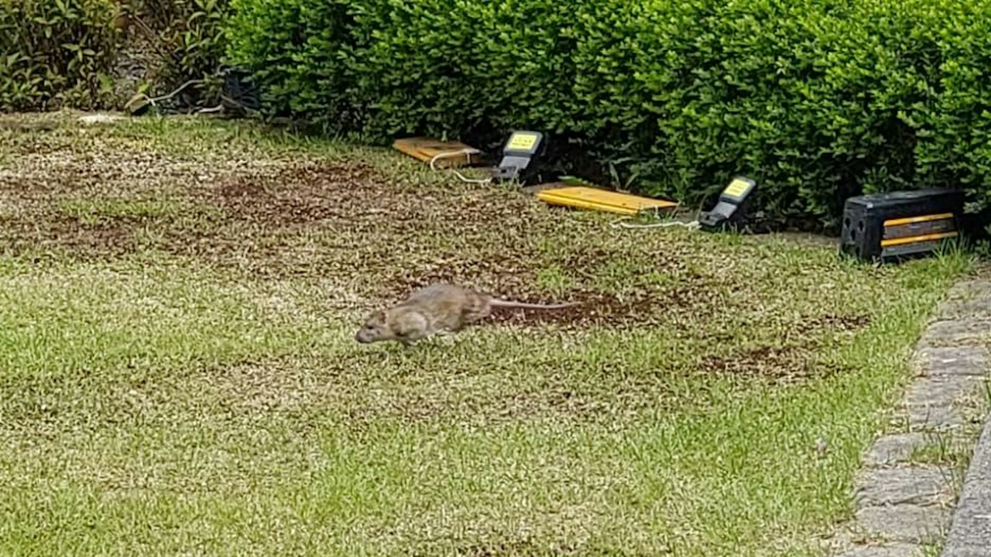 Eine Ratte läuft über eine Wiese.