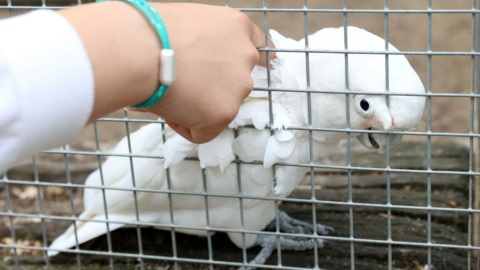weißer Papagei in einem Käfig