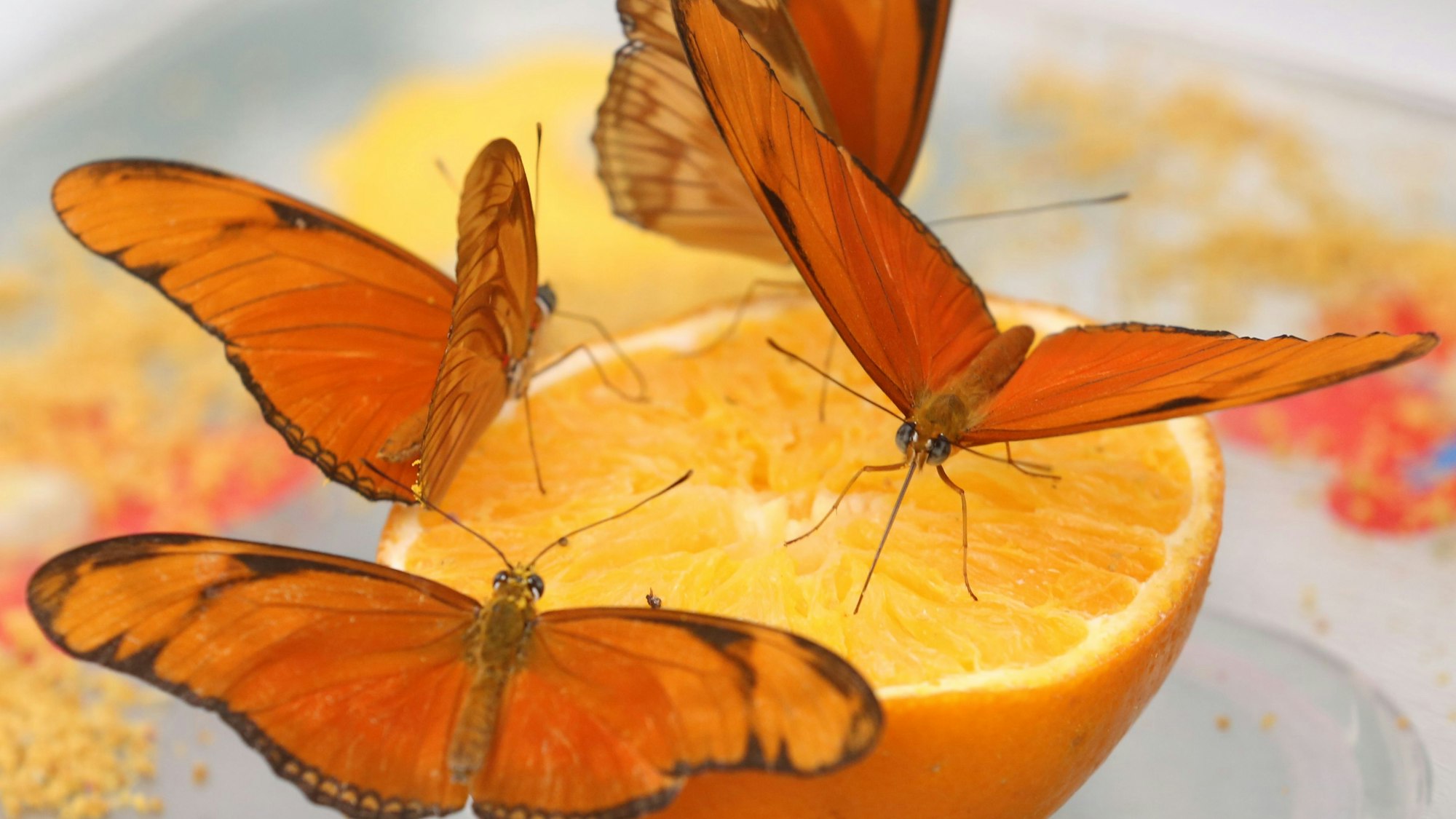 Julia-Falter fressen am 16.03.2016 in Krefeld (Nordrhein-Westfalen) im Schmetterlings-Dschungel des Zoos an einer Orange. Das Tropenhaus mit vielen Hundert Schmetterlingen wird am 19.03.2016 für die Besucher wieder geöffnet. Foto: Roland Weihrauch/dpa ++ +++ dpa-Bildfunk +++