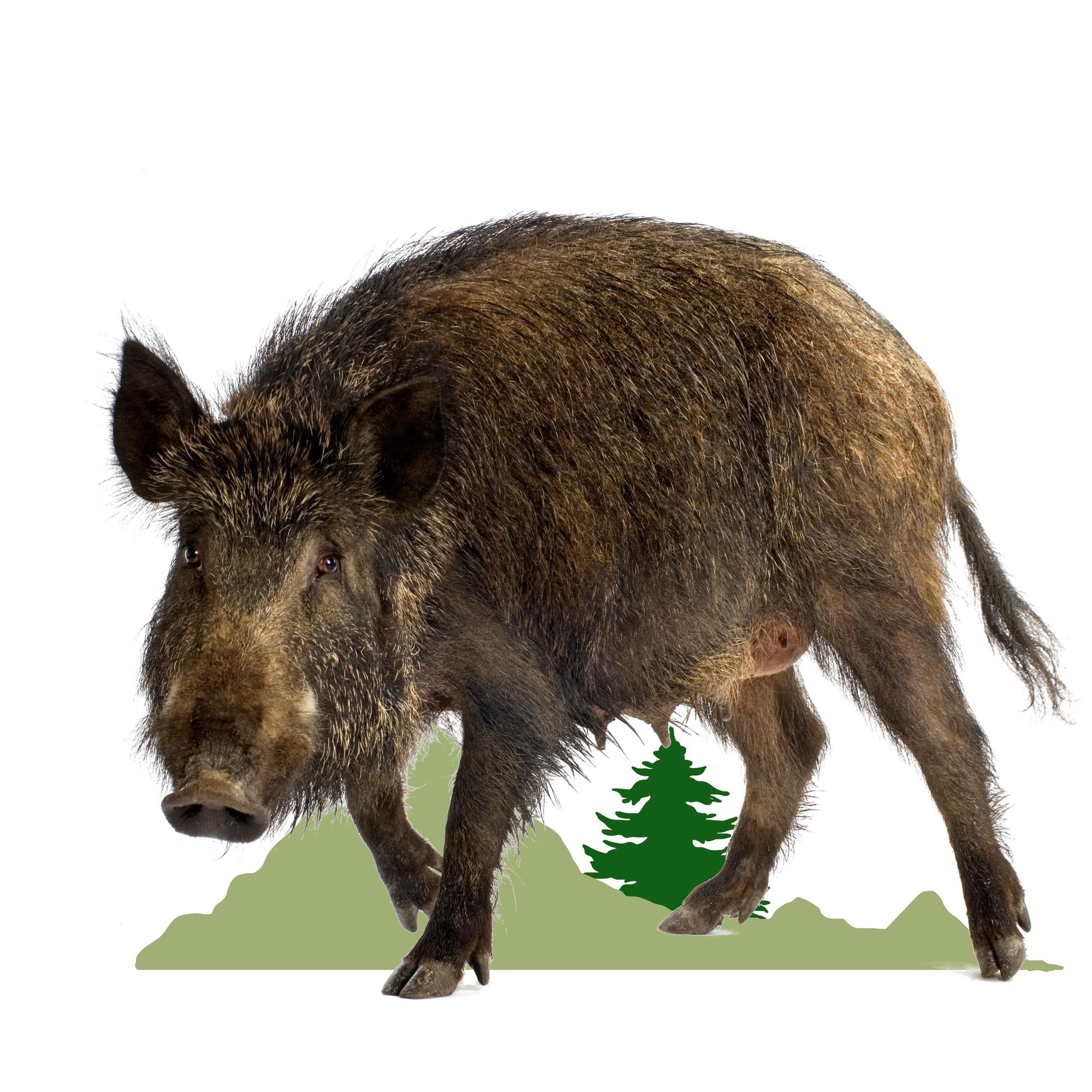 Wildschwein mit Wald-Illustration vor weißem Hintergrund