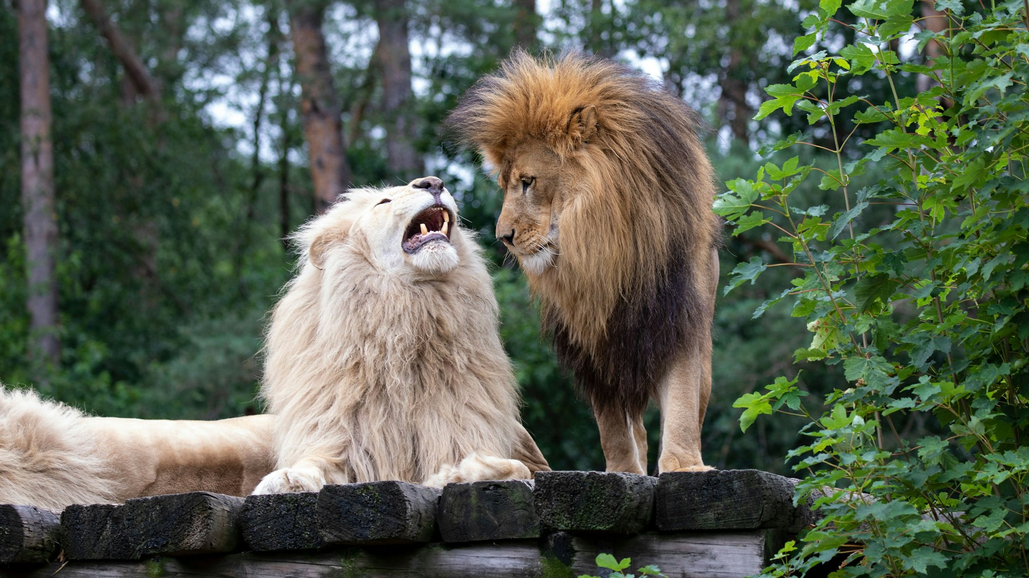 Löwen im Safariland Stukenbrock