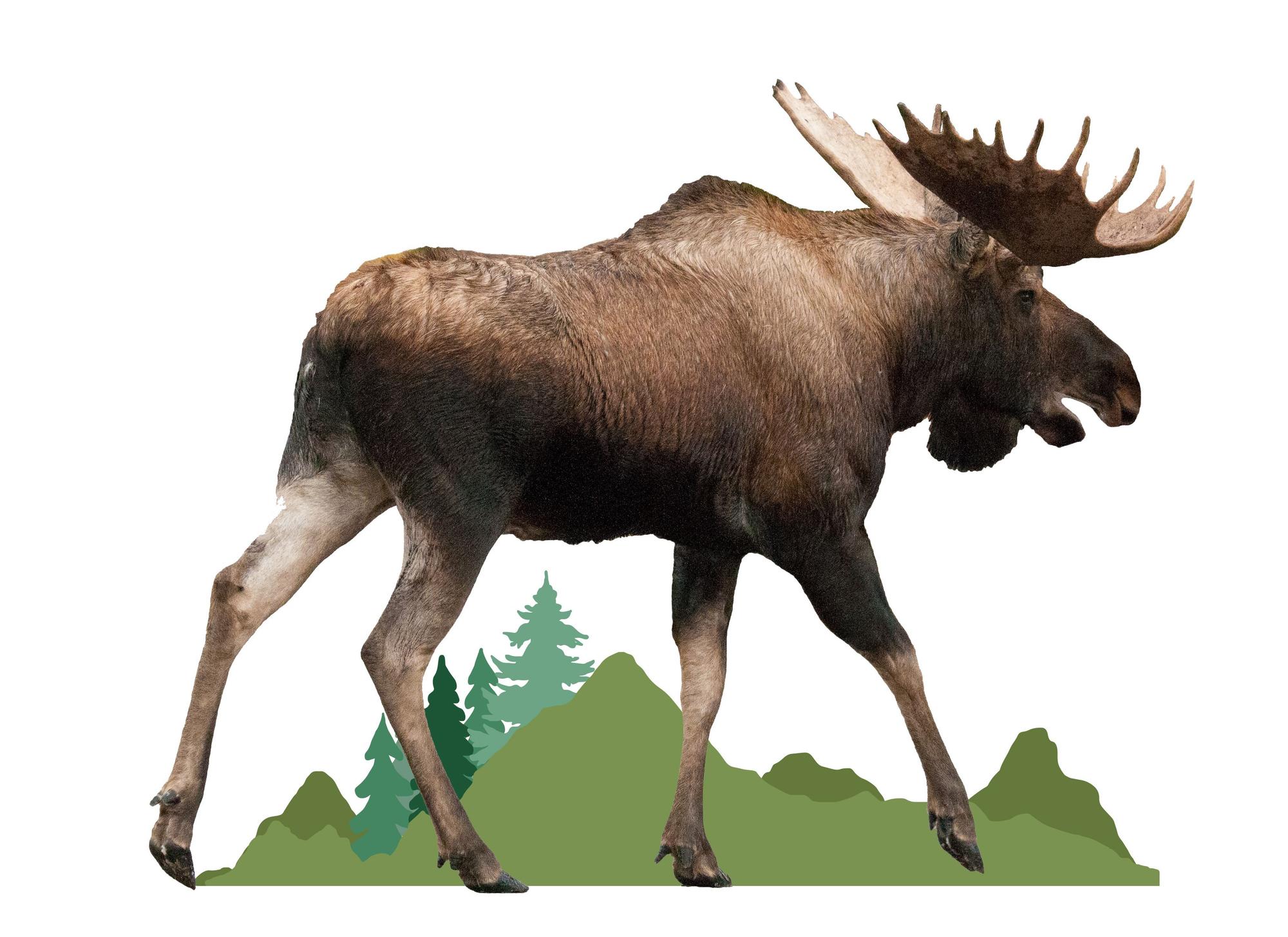Ein Elchbulle mit Wald-Illustration vor weißem Hintergrunf.