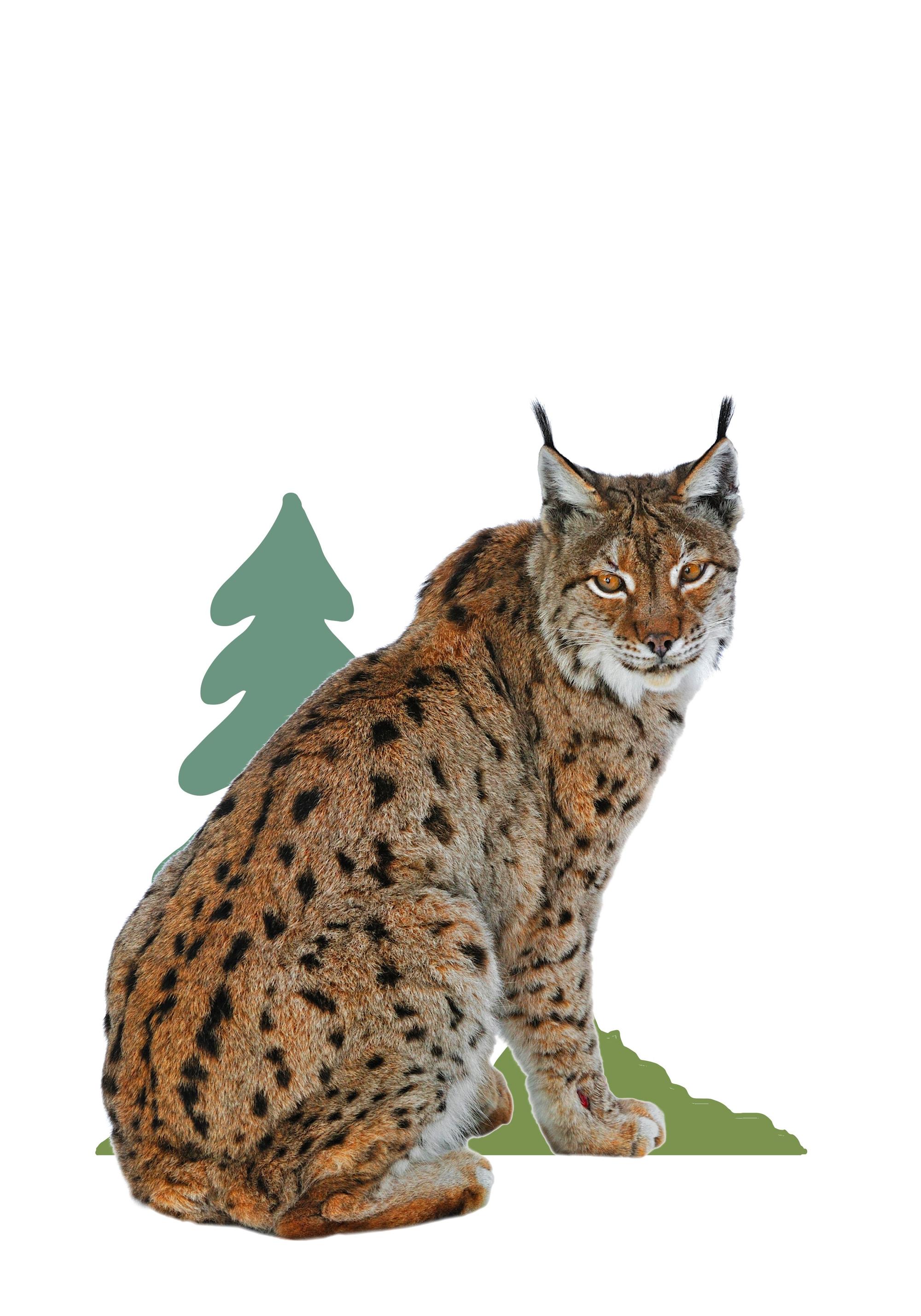 Ein Luchs (Lynx lynx) vor Wald-Illustration auf weißem Hintergrund.