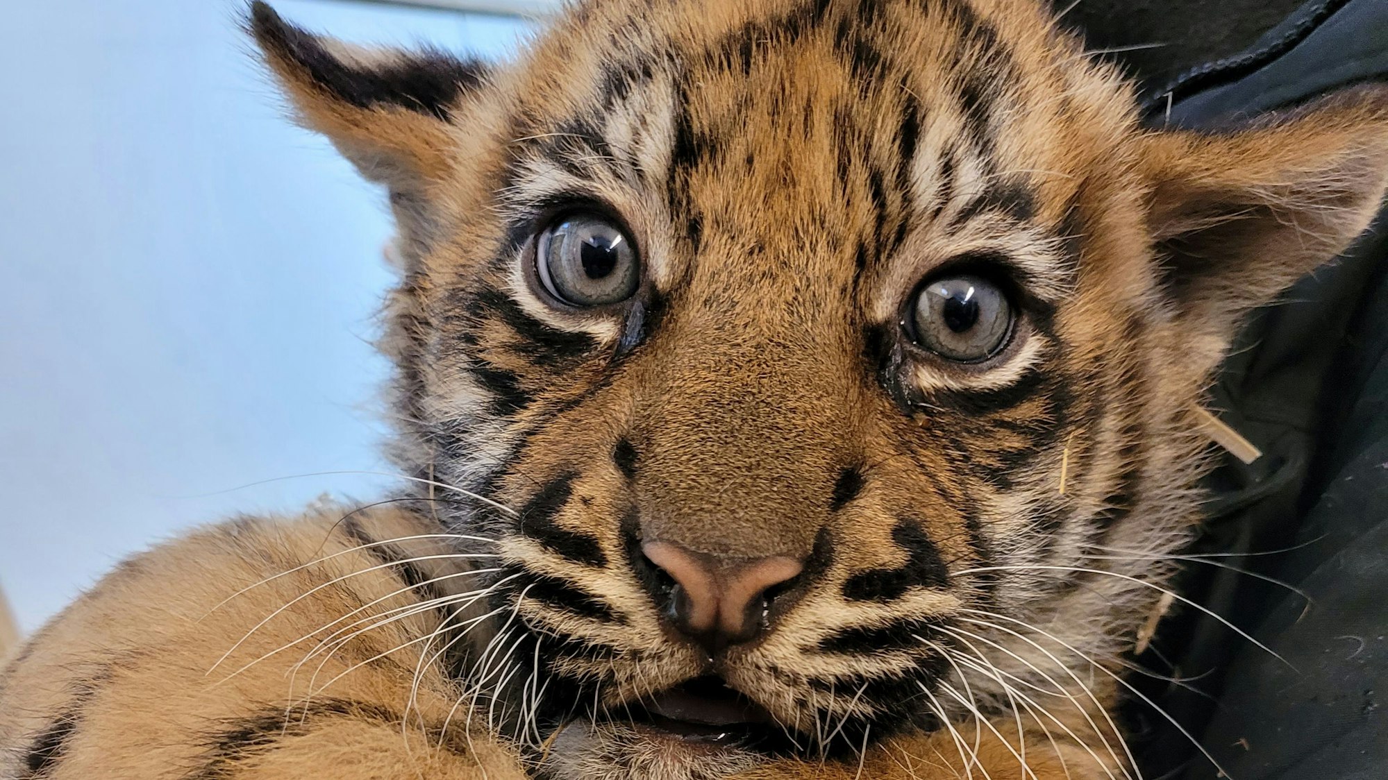 Ein Tiger-Jungtier liegt im Arm eines Zoomitarbeiters bei der Impfung gegen Katzenschnupfen (undatiertes Handout). Nach zehn Jahren gibt es im Krefelder Zoo wieder Tigerbabys. Zum ersten Mal seit ihrem Einzug brachte die Sumatra-Tigerdame Mau Jungtiere zur Welt, wie der Tierpark am Mittwoch (18.01.2023) mitteilte. (zu dpa: 'Gestreifter Nachwuchs im Krefelder Zoo - Tigerbabys geboren') +++ dpa-Bildfunk +++