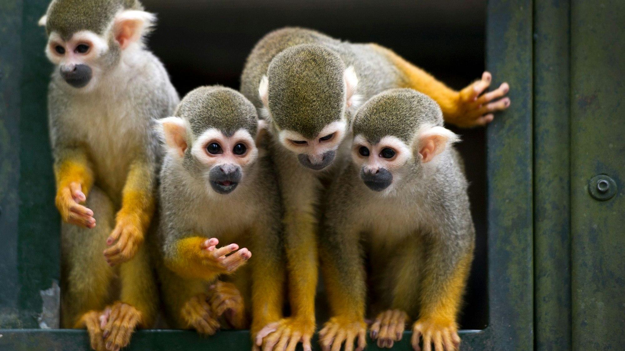 Vier Totenkopfäffen stehen am 07.05.2013 im Zoo im Gehege.