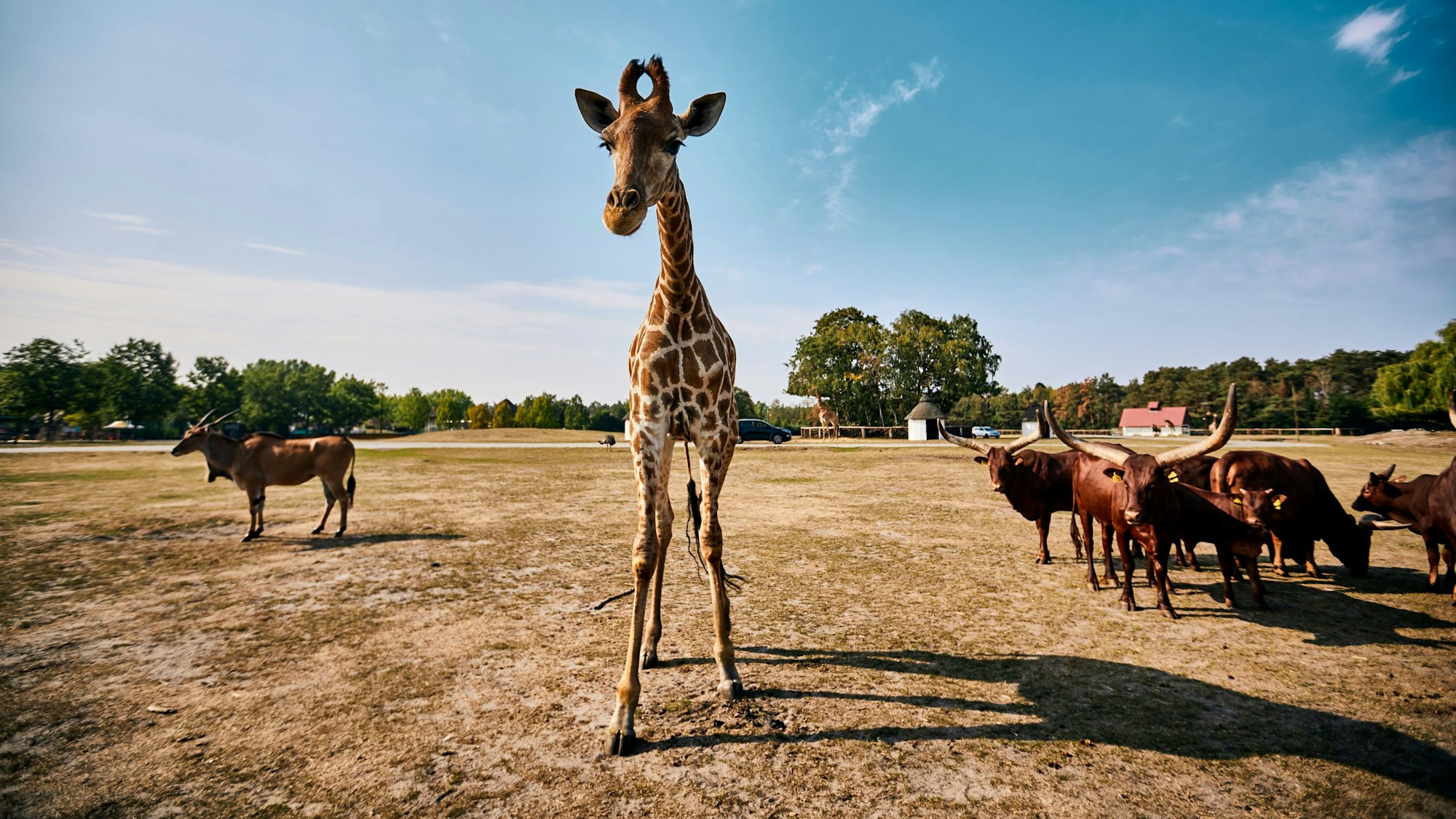 Giraffe im Safariland Stukenbrock