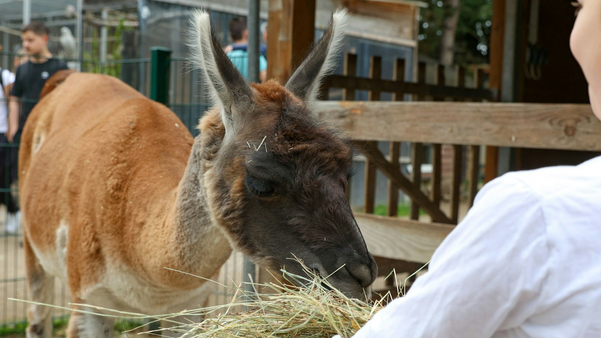 ein Junge füttert ein Lama mit Heu
