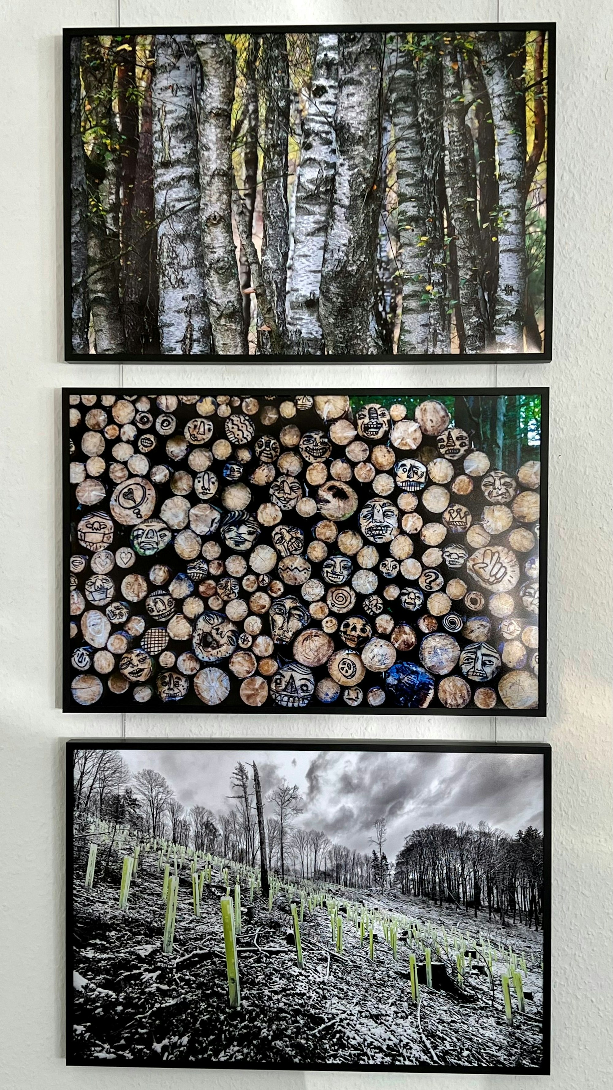 "Wald im Wandel" ist der Titel dieser Bilderserie dreier Fotografen in der Ausstellung des Bayer-Fotoclubs