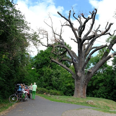 Eine kleine Gruppe von Menschen steht neben einer großen, absterbenden Eiche, die kaum noch Laub trägt.