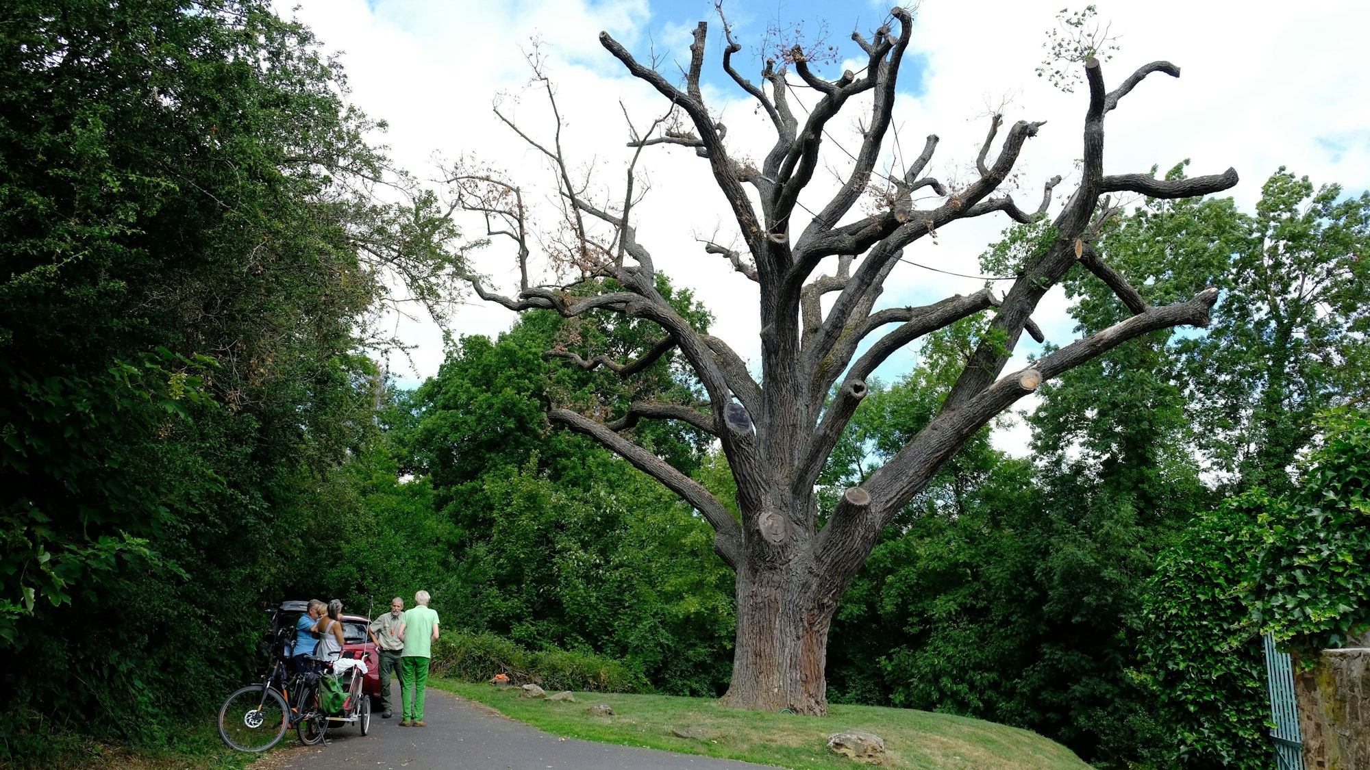 Eine kleine Gruppe von Menschen steht neben einer großen, absterbenden Eiche, die kaum noch Laub trägt.