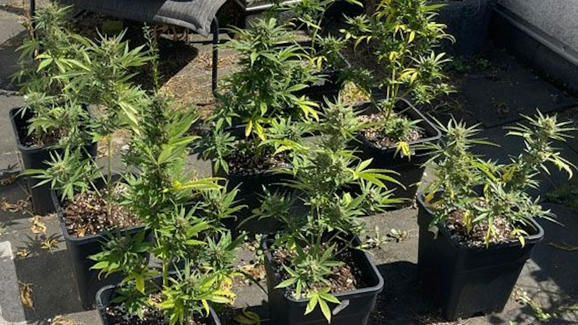 Blumentöpfe mit Cannabispflanzen.